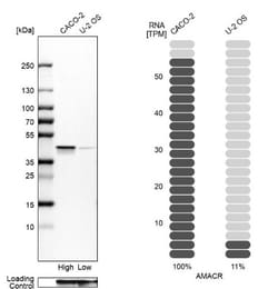 alpha-Methylacyl-CoA Racemase/AMACR Antibody, Novus Biologicals:Antibodies:Primary